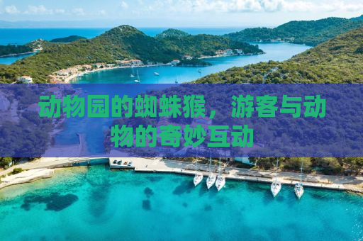 动物园的蜘蛛猴，游客与动物的奇妙互动