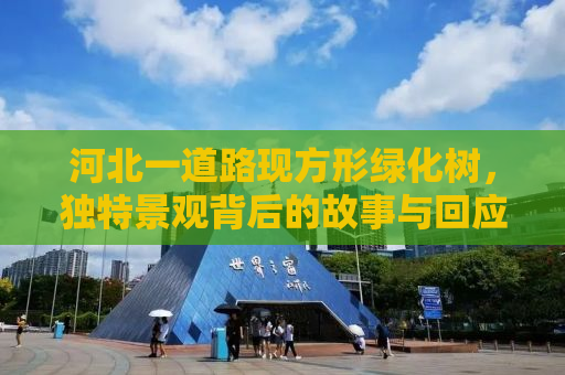 河北一道路现方形绿化树，独特景观背后的故事与回应