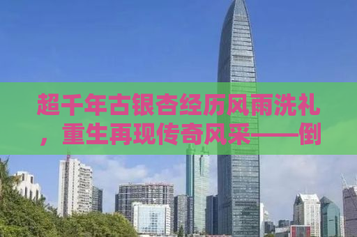 超千年古银杏经历风雨洗礼，重生再现传奇风采——倒后扶正纪实