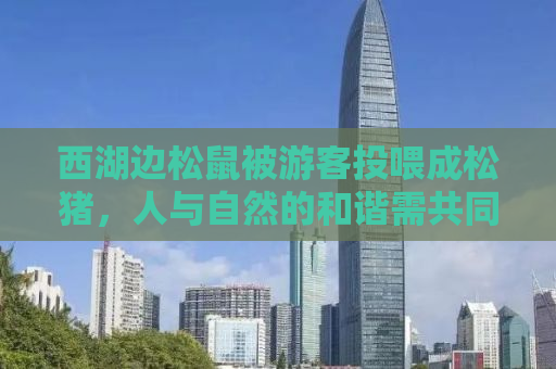 西湖边松鼠被游客投喂成松猪，人与自然的和谐需共同守护