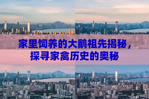 家里饲养的大鹅祖先揭秘，探寻家禽历史的奥秘